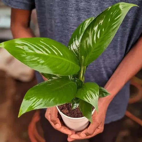 LITTLE JUNGLE Peace lilly - Healthy Live Plant with Pot, Air Purifying Plant, Indoor Plants for Living Room, Gifting, Bedroom, Kitchen, Garden, Balcony, Air Purifying Plant, Home Décor & Office Desk